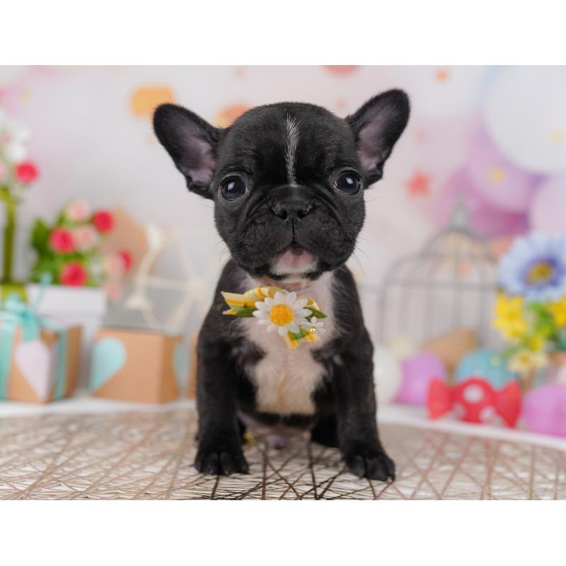 成約済の千葉県のフレンチブルドッグ-401429の5枚目